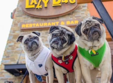 Lazy Dog Restaurant & Bar